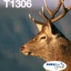 Epson Tintenpatronen Multipack T1306 (3 Farben)